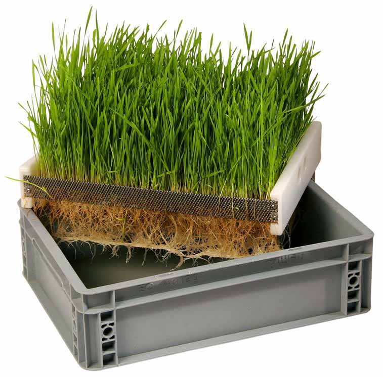 eschenfelder keimkiste