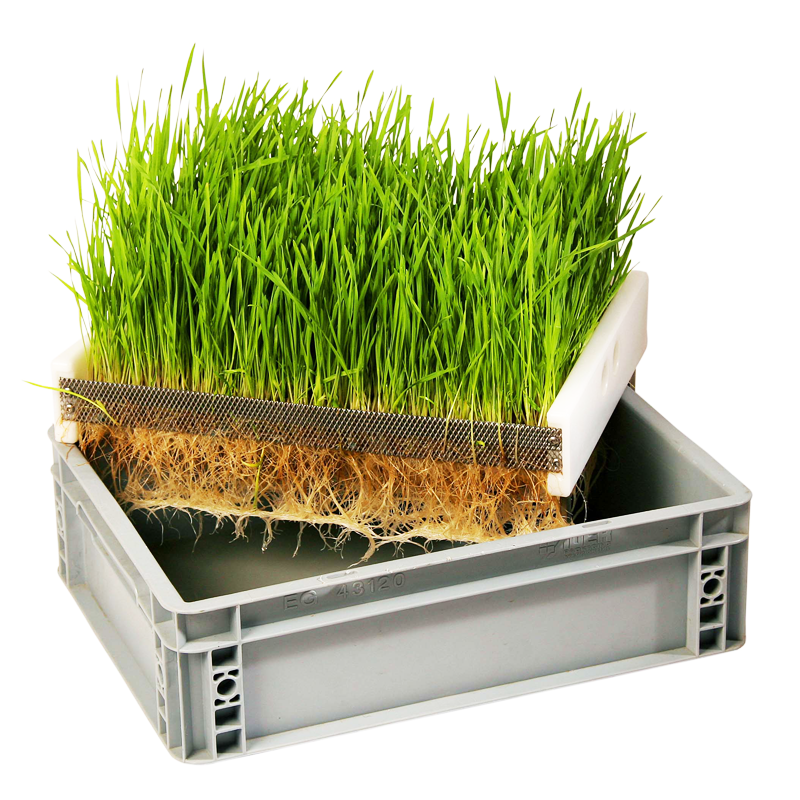 keimkiste_klein_mit_gras_und_wurzeln_1 keimkiste klein mit gras und wurzeln 1