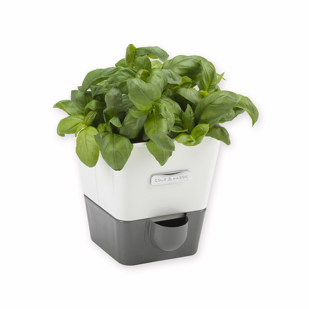 Herb pot single Cole & Mason